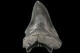 Serrated, Fossil Megalodon Tooth - Georgia #109348-1